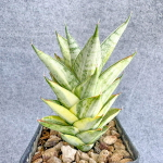 Сансевиерия PAGODA VAR