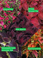 Набор колеусов 5 видов