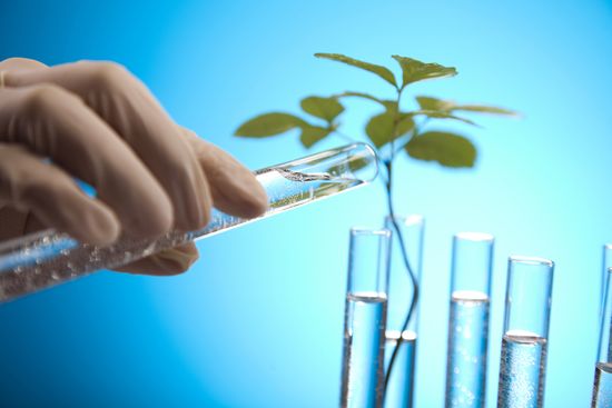 Стволовые клетки растений в косметике: как это работает?