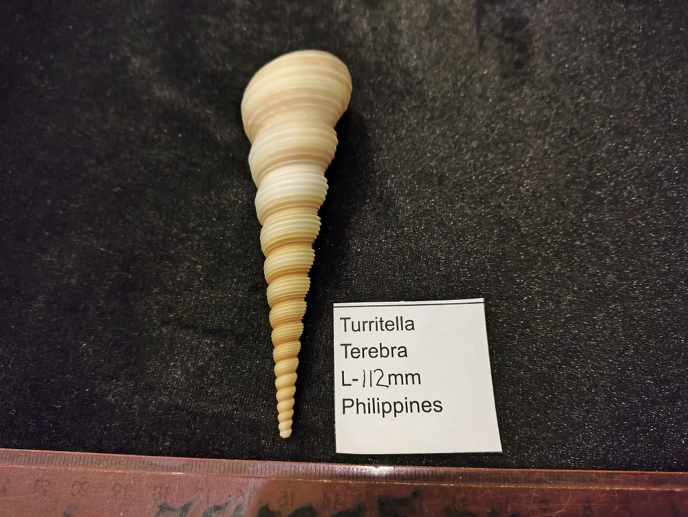 Туррителла Теребра 110-130мм