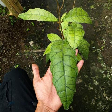 Хойя CALLISTOPHYLA KING