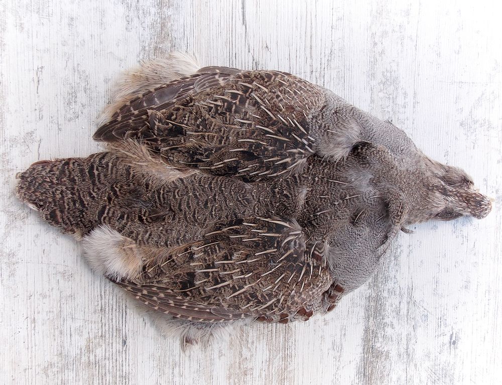 HARELINE Шкура куропатки Hungarian Partridge Skin NATURAL