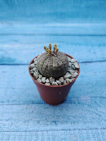 Euphoria Obesa (Эуфорбия)