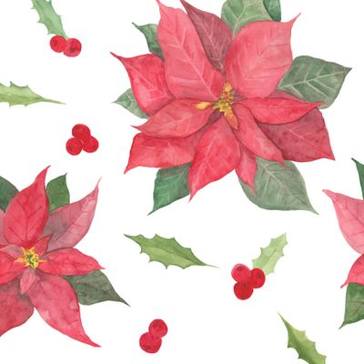 Poinsettia