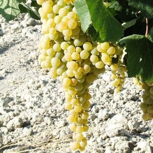 Паломино, Паломино Фино (Palomino) - белый сорт винограда