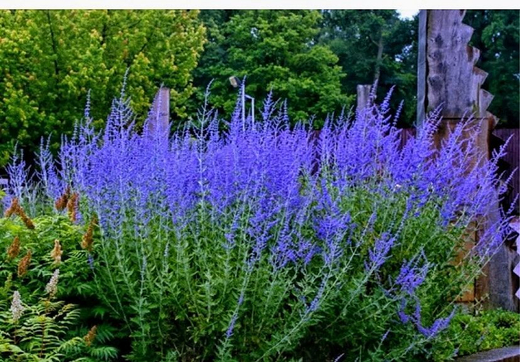 Перовския Лебедолистная Блю Стил С2 Закупка М39 июнь 2026