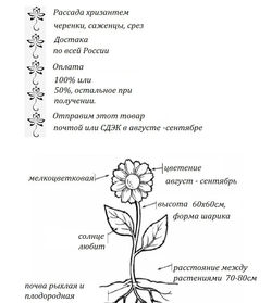 черенки хризантемы мультифлора