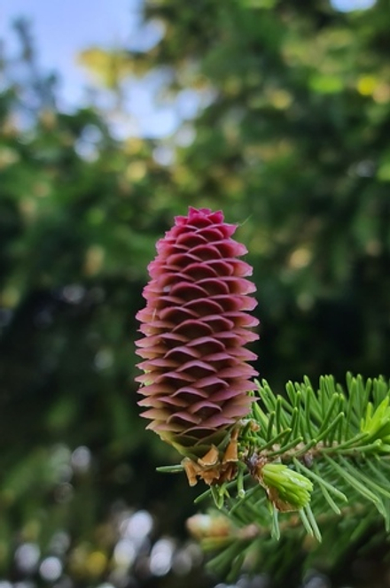 FIR BALSAM ABS reco in 50%TEC / АБСОЛЮТ ФИР БАЛЬЗАМА реконструкция CAS -