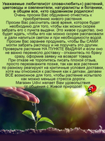 Будра плющелистная Крапчатая
