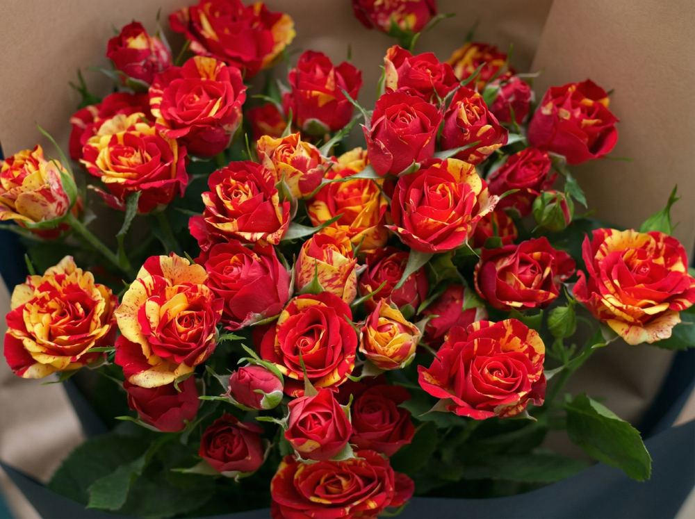 Роза «Файер Флеш» (Fire Flash) спрей