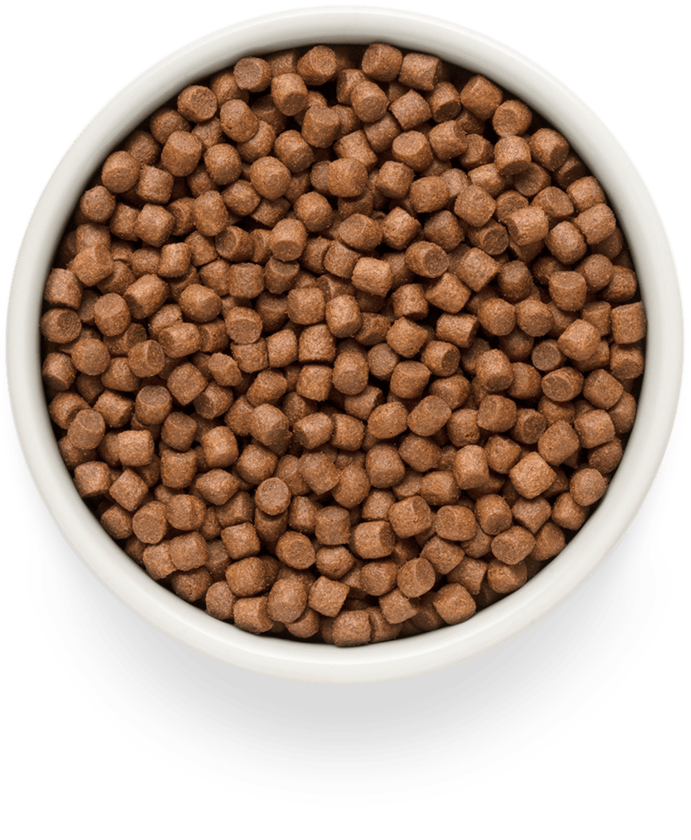 Grandorf Fresh Dog Potato корм сухой беззерновой для собак мелких пород лосось,батат