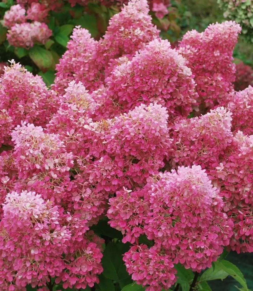 Петит Флори «Petite Flori» С3