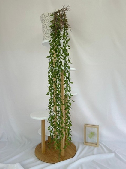 Хойя ампельная с корешками / Арт 4079