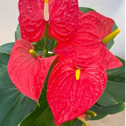 Антуриум Андрэ MICHIGAN