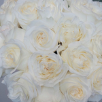 25 пионовидных импортных роз Кенди Лайт