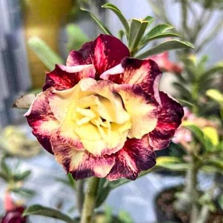 Адениум BANG RAK