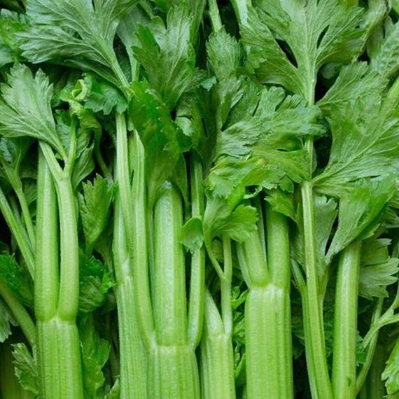 СИЕННА F1 семена сельдерея Enza Zaden отзывы