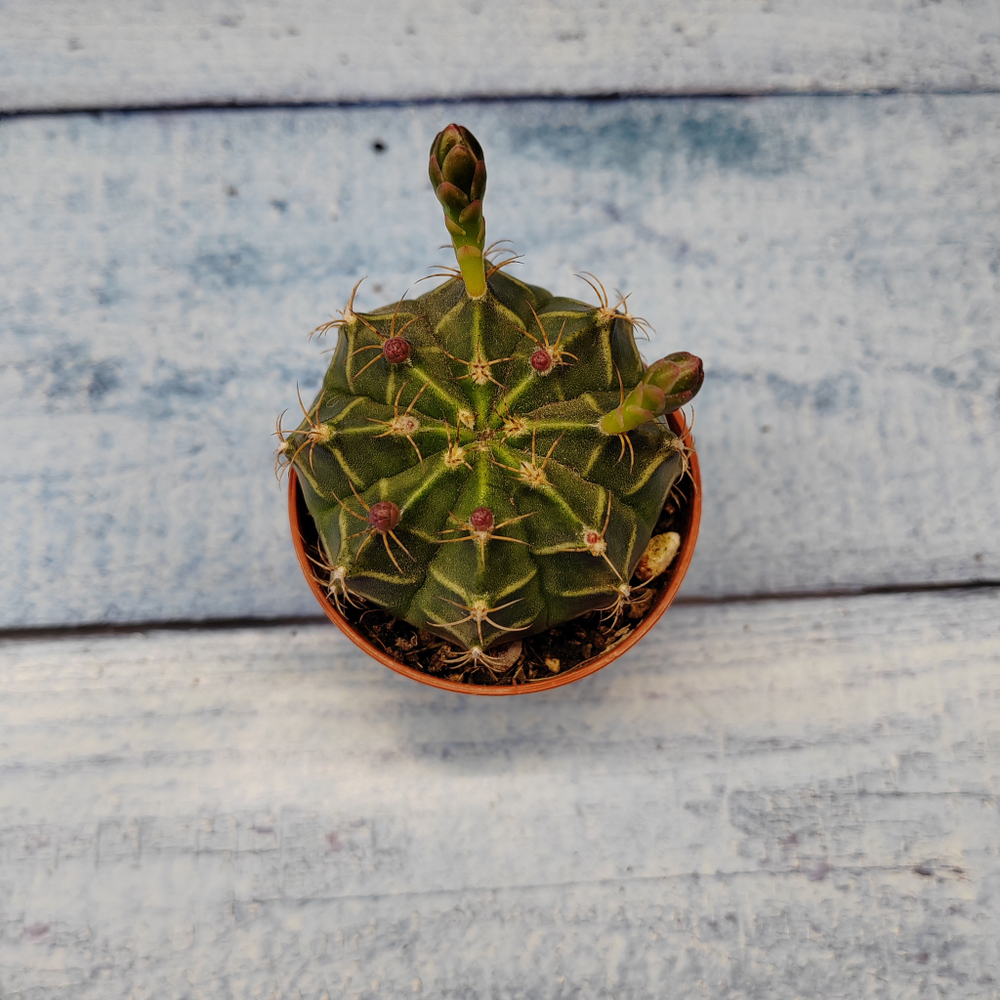 Gymnocalycium Friedrichii (Гимнокалициум)