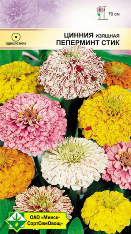 Цинния изящная "Пеперминт стик" 0.2г, Германия.