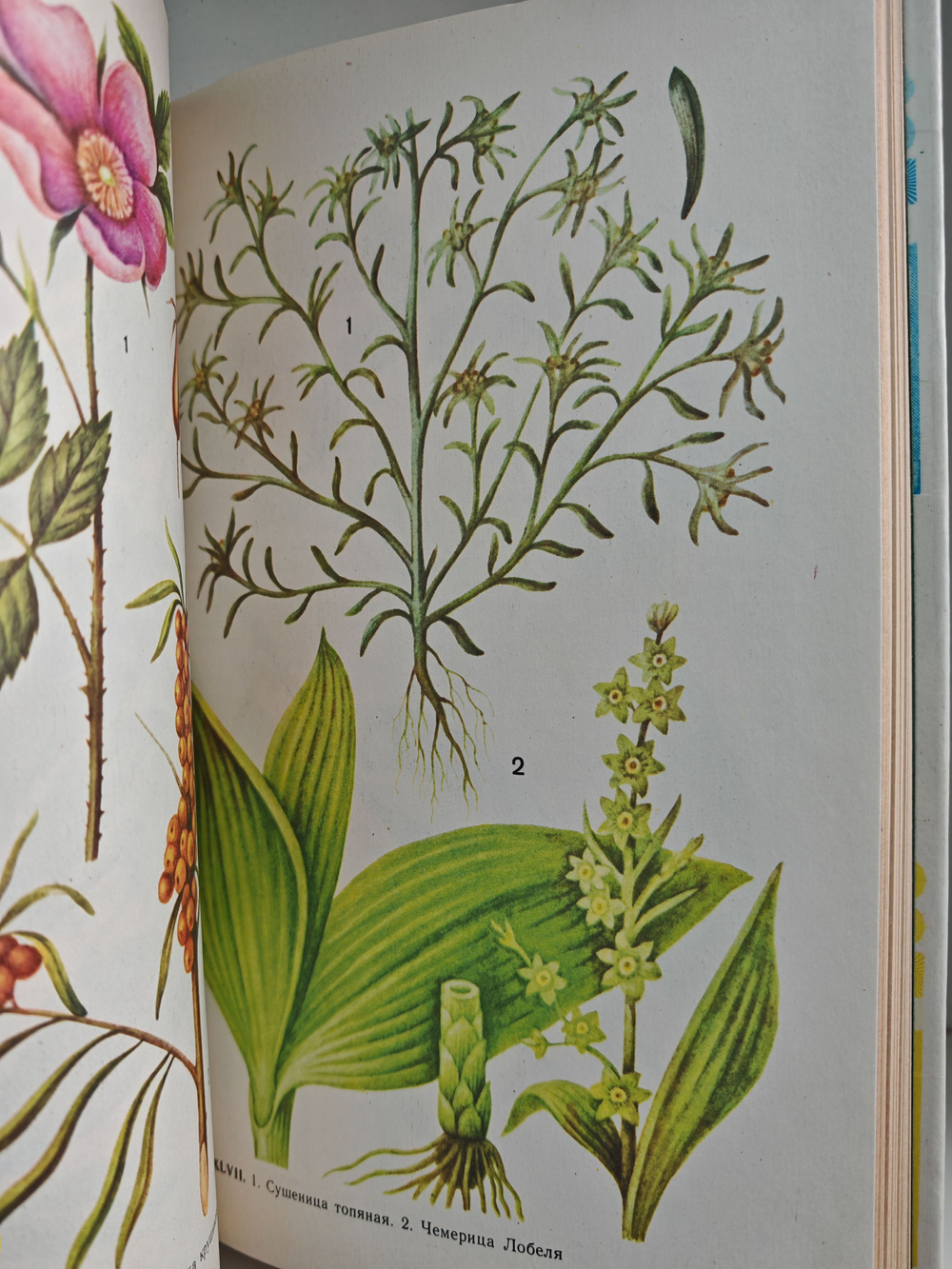 Ветеринарная фитотерапия