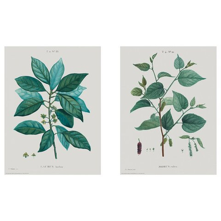 IKEA BILD  (ИКЕА БИЛД)  -  Плакат, Ботанический этюд I, 30x40 см.