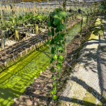 Дисхидия Platyphylla