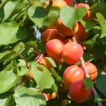 Саженцы Абрикоса «Серафим»