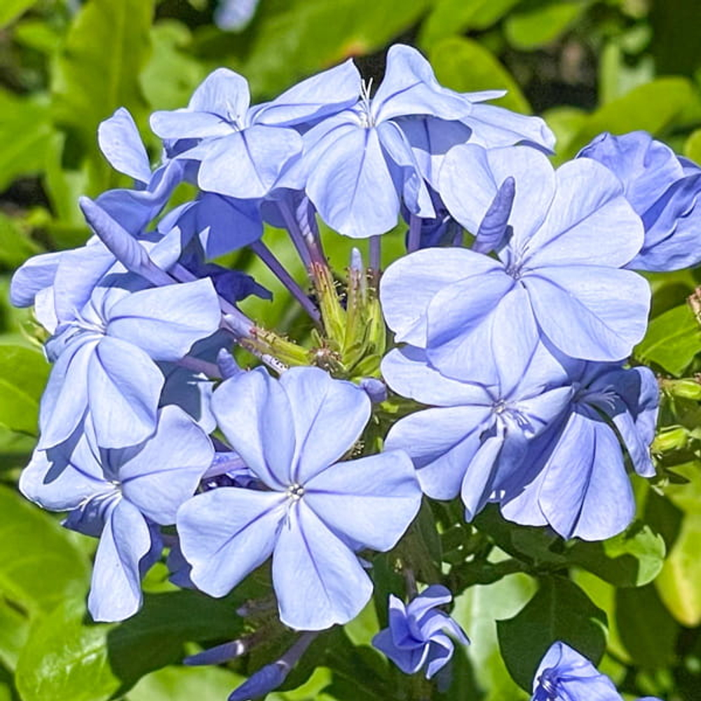 Плюбаго ушковидный – Plumbago auriculata