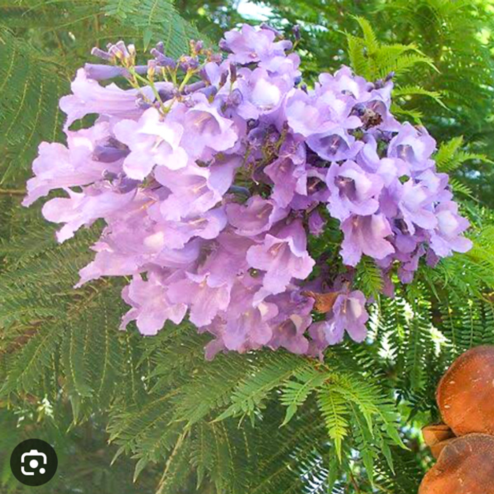 Жакаранда – Jacaranda Spp