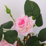 Цветочная композиция «Розовый восторг» 25см в горшке, цвет нежно-розовый