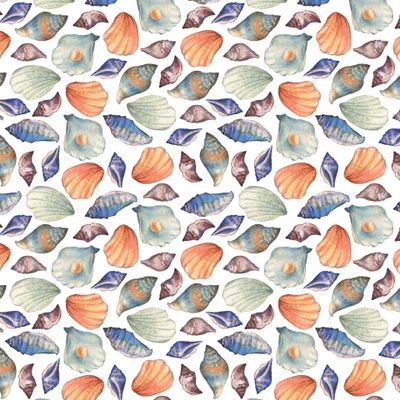 Ракушки на белом