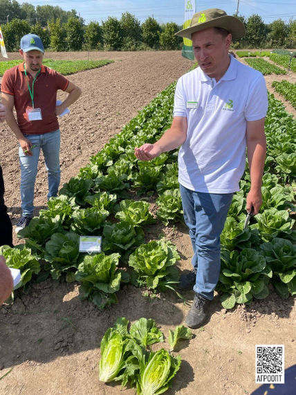 Кранчита семена салата ромэн (Rijk Zwaan / Райк Цваан) в поле – фото 16