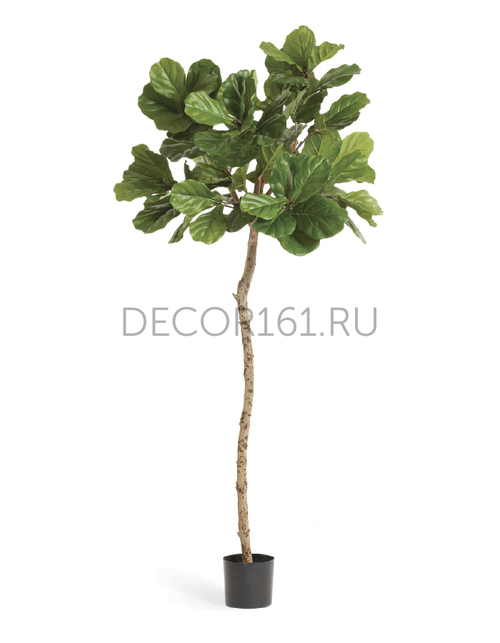 Фикус Лирата штамбовый M-Style в-180 см, д-90 см 2/2 10.33506N