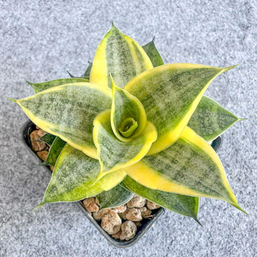 Сансевиерия MOONGLOW