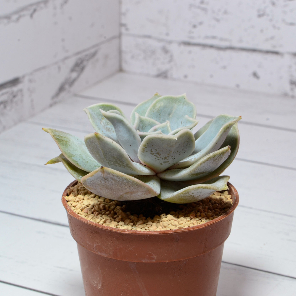 Echeveria Lilacina (Эхеверия)