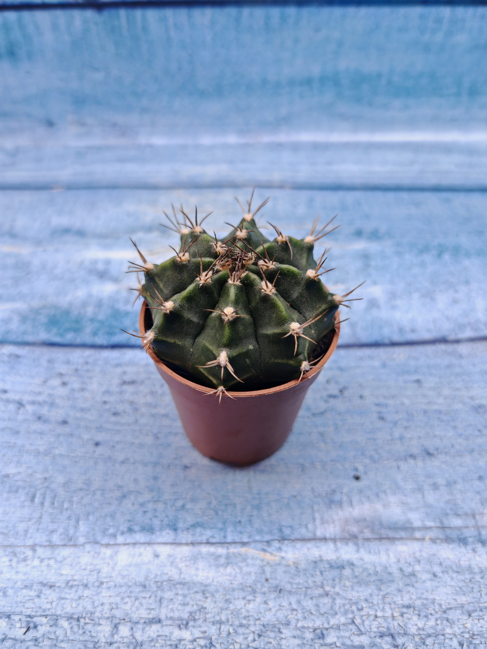 Gymnocalycium Friedrichii (Гимнокалициум)