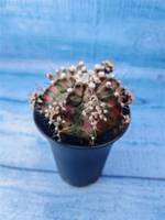 Gymnocalycium T-Rex Pink hybride (Гимнокалициум T-rex)
