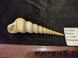 Туррителла Теребра 110-130мм