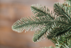 Ель Нормандия Пушистая 215см голубая Triumph Tree