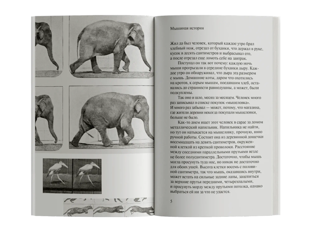 Зачем смотреть на животных?