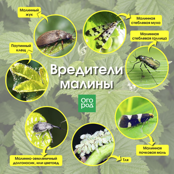 Малина созревает, а жуки и осы уже тут как тут. Как спасти урожай? Малина созревает, а жуки и осы уже тут как тут. Как спасти урожай?