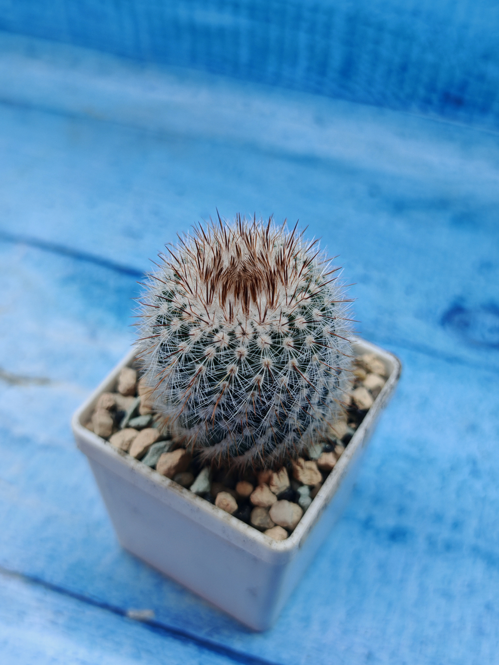 Notocactus Scopa (Нотокактус)