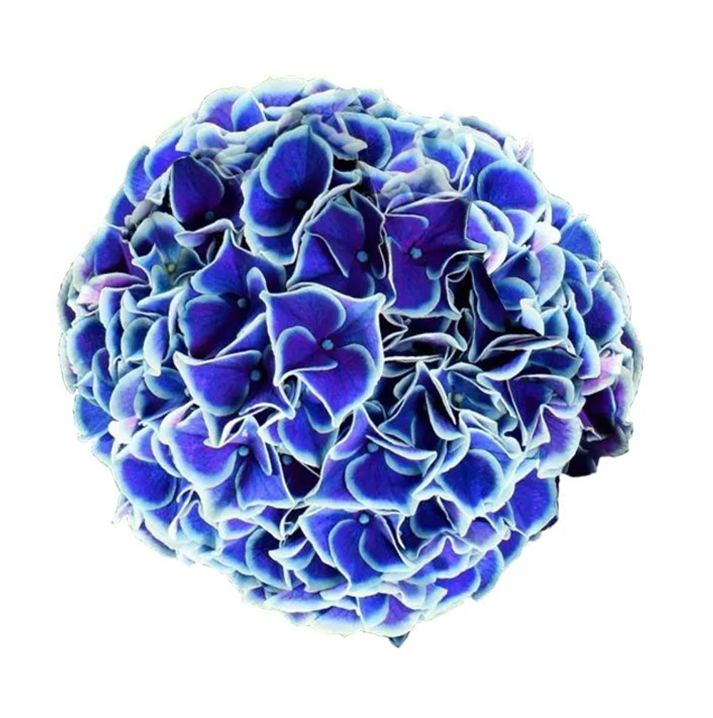 NEW TIVOLY BLUE/ НЬЮ ТИВОЛИ БЛЮ (СТАНДАРТ ПОСТАВКИ Р9) 2025г