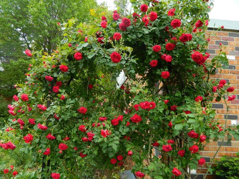 Роза канадская Квадра С4 Закупка М43 июнь 2026