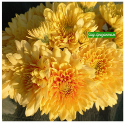 Хризантема одноголовая Champagne orange 🌼 о.47