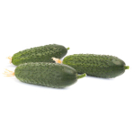 Кибрия F1 семена огурца партенокарпического (Rijk Zwaan / Райк Цваан)