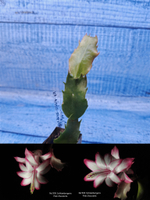 Schlumbergera cv. Pink Chocolate (Шлюмбергера)