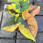 Каладиум KHUN PHRA – THE MONK