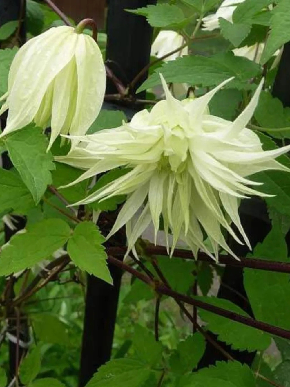 Княжик Lemon Dream (Лемон Дрим) Стандарт поставки Р9