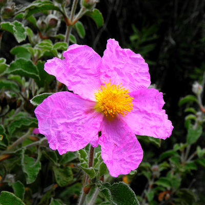 Лабданум абсолют (Индия)